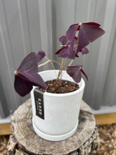 Load image into Gallery viewer, Oxalis Triangularis