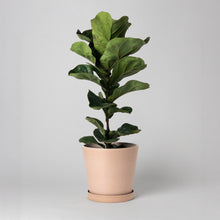 Load image into Gallery viewer, 7&quot; Tapered Signature Planters - Earth Tones
