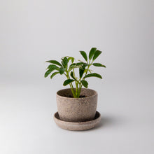 Load image into Gallery viewer, Mini Planter
