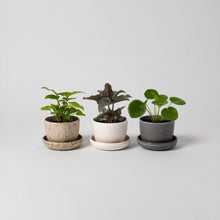 Load image into Gallery viewer, Mini Planter
