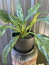 Load image into Gallery viewer, Aglaonema - Chinese Evergreen
