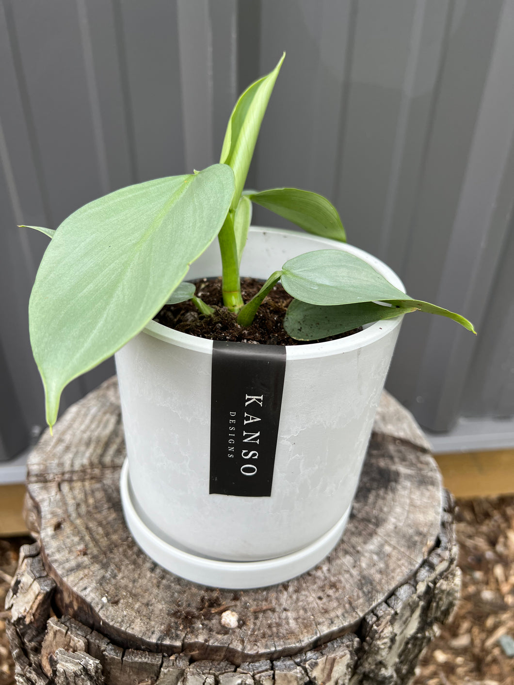 Philodendron Grey