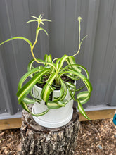 Load image into Gallery viewer, Spider Plant: Curly
