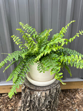 Load image into Gallery viewer, Boston Fern
