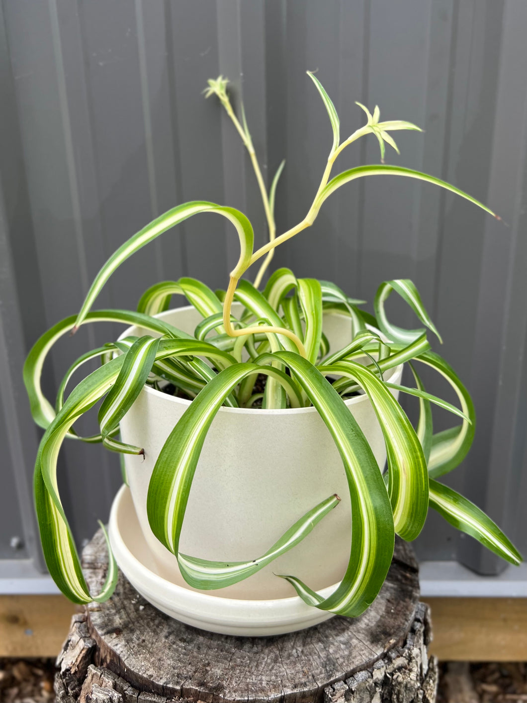 Spider Plant: Curly